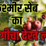 Watch video Hidden Gems of Kashmir Unique Apple Varieties Gulmarg Baramulla