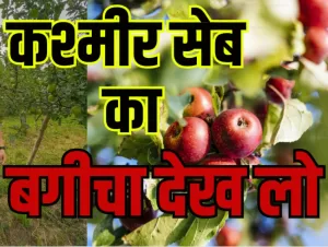 Watch video Hidden Gems of Kashmir Unique Apple Varieties Gulmarg Baramulla